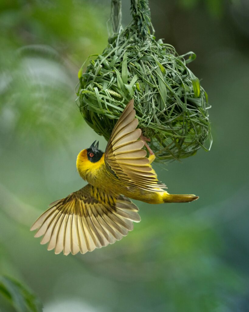 mask_weaver_building_nest_sasan_amir_4