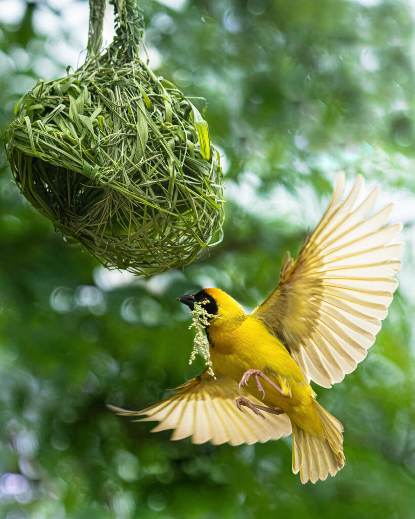 mask_weaver_building_nest_sasan_amir_3