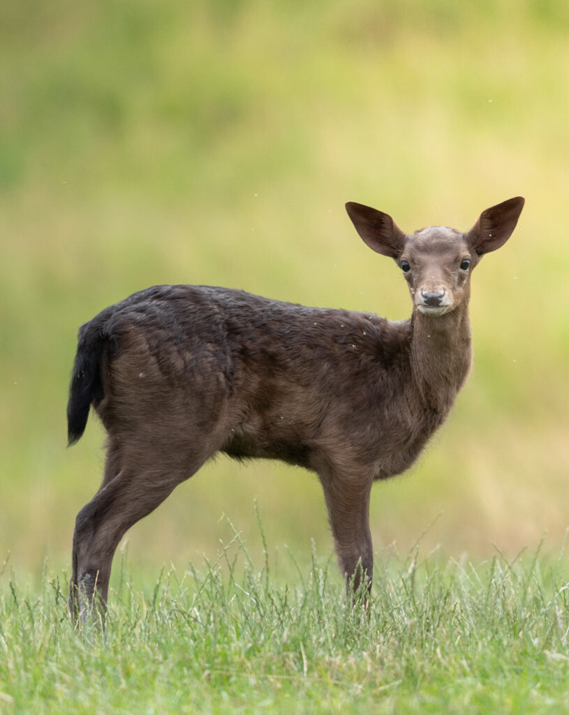 young_deer_sasan_amir