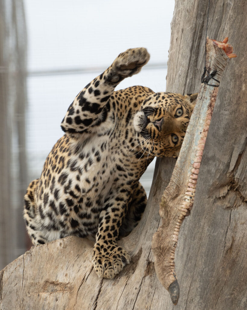 female_leopard_southafrica_sasan_amir