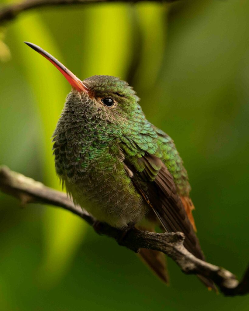 hummingbird i